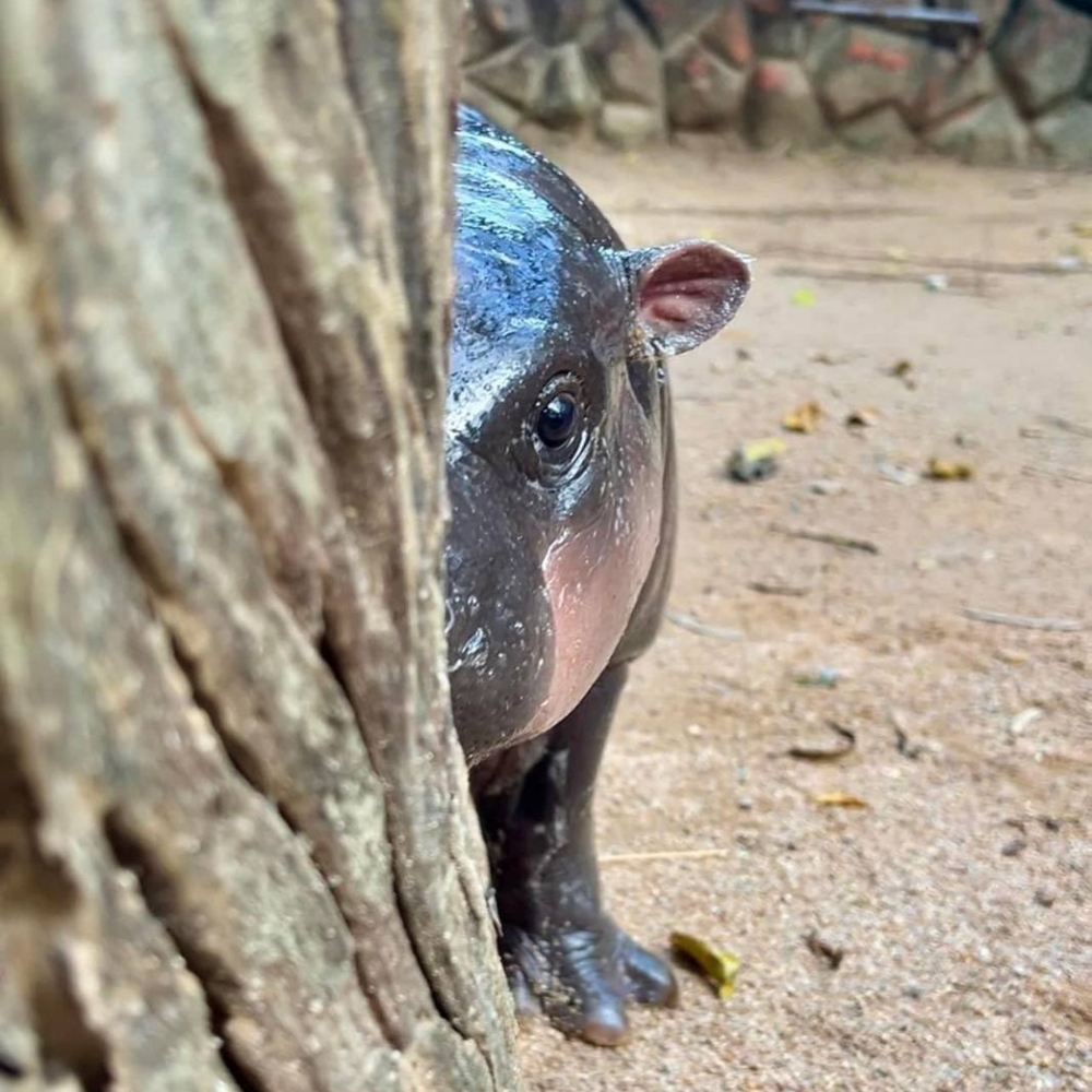 Meet your Posher, Mya